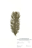 藏品(杉木)的圖片